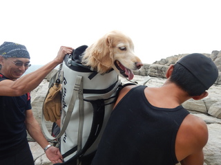17犬1.JPG