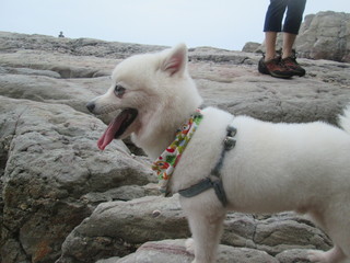 18犬2.jpg