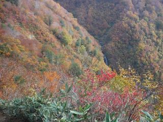 紅葉.jpg